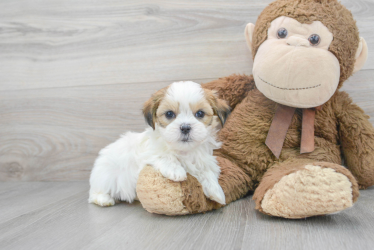 Teddy Bear Pup Being Cute
