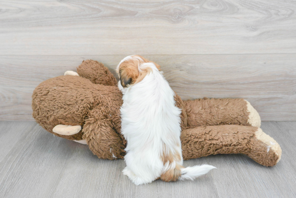 Best Teddy Bear Baby