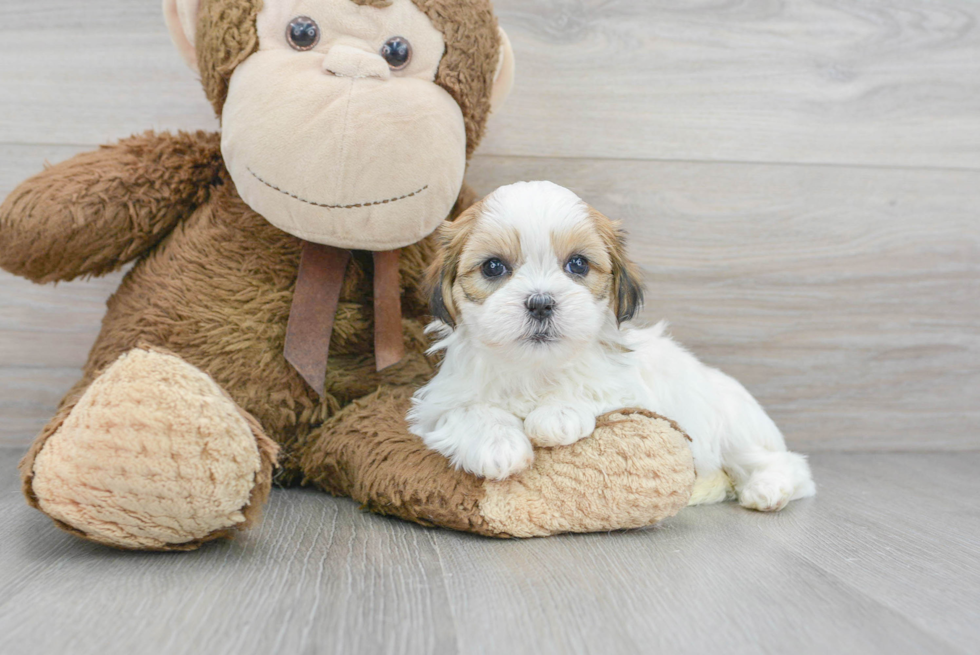 Teddy Bear Puppy for Adoption