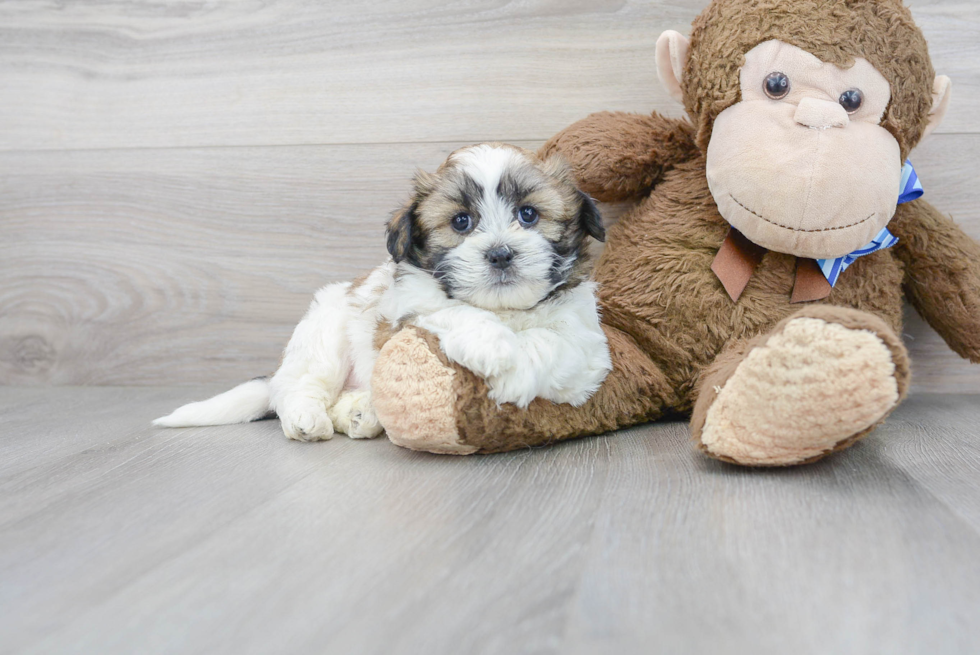 Petite Teddy Bear Designer Pup