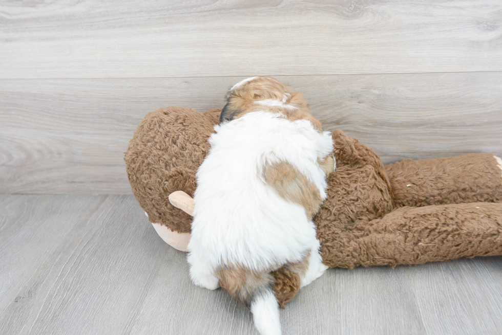 Sweet Teddy Bear Baby