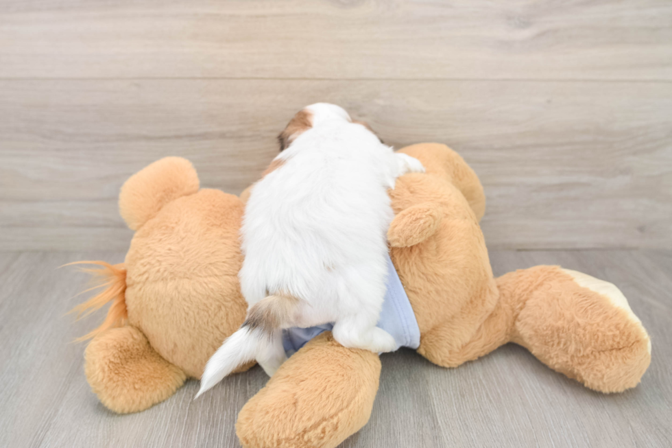 Hypoallergenic Shit Designer Puppy