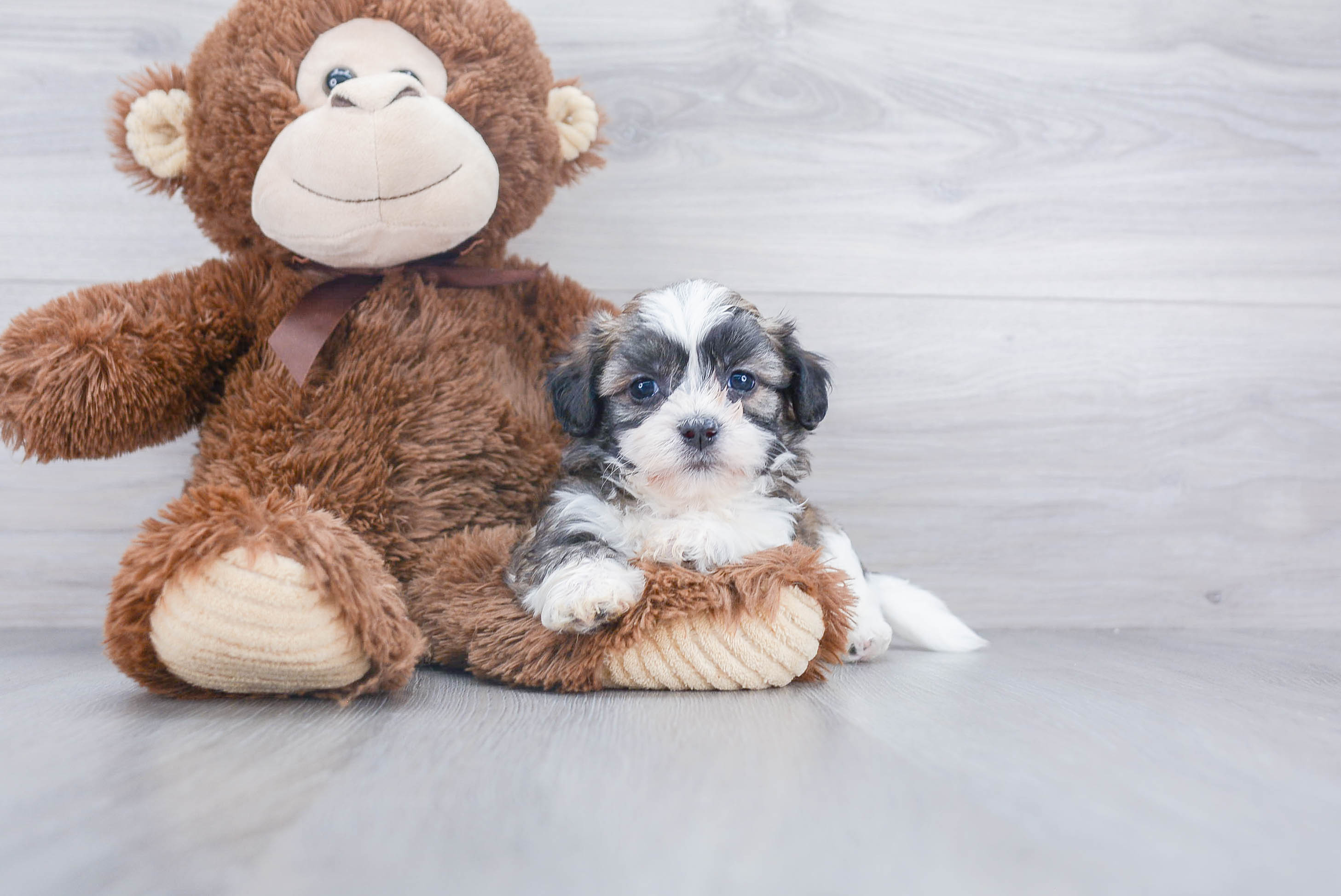 Adorable Shit Designer Puppy