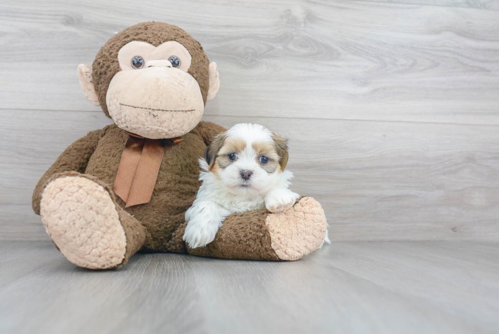 Smart Teddy Bear Designer Pup