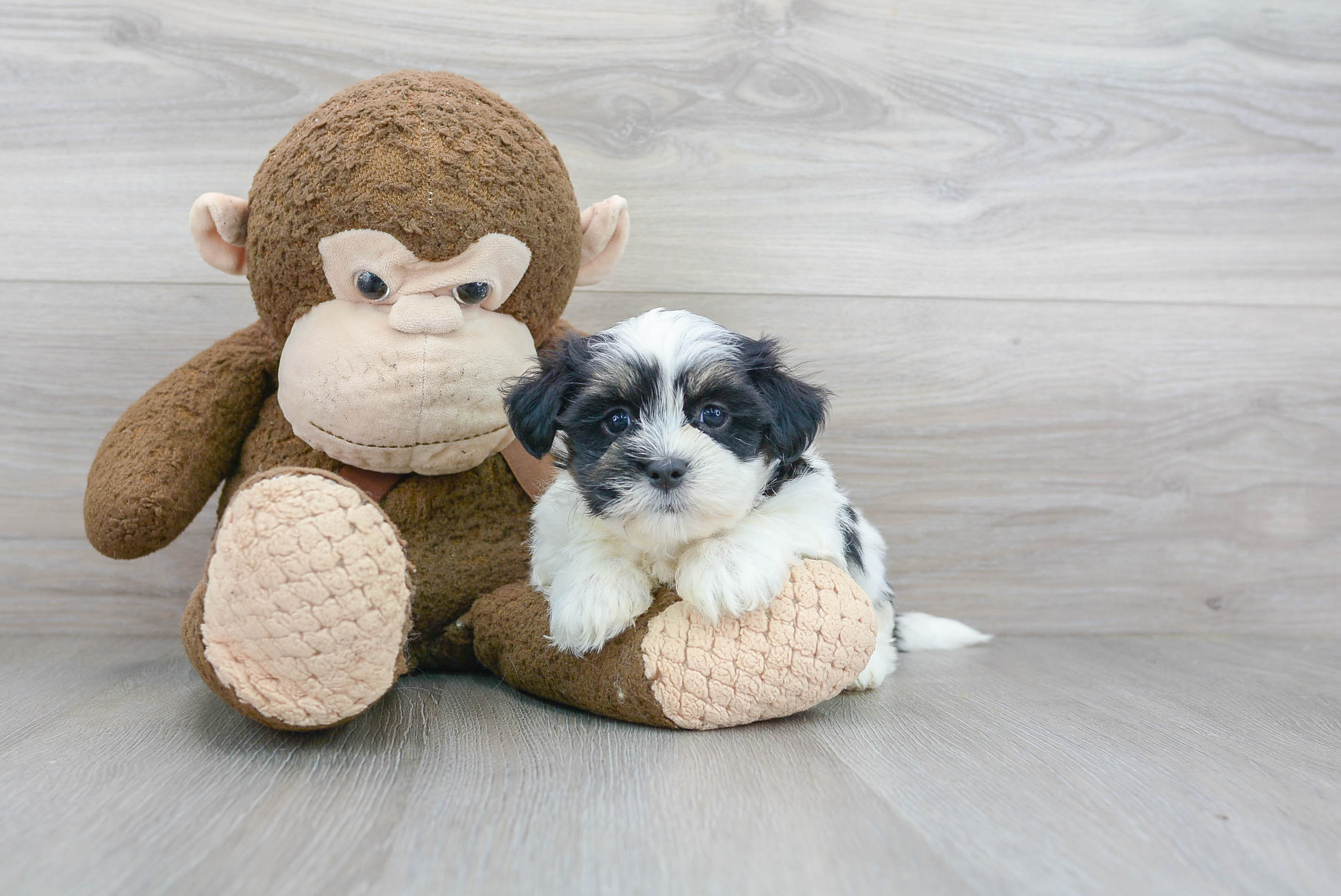 Cute Teddy Bear Baby