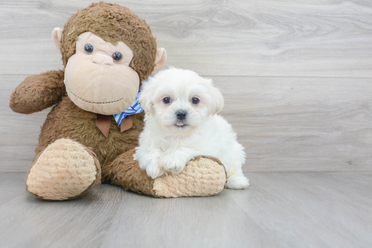 Best Teddy Bear Baby