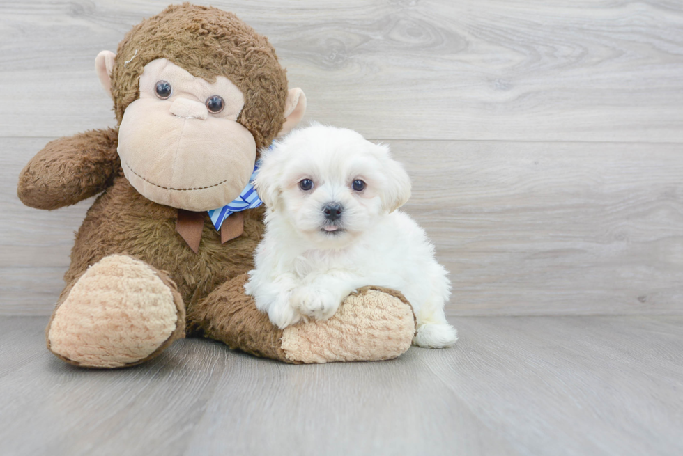 Best Teddy Bear Baby