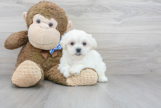 Best Teddy Bear Baby