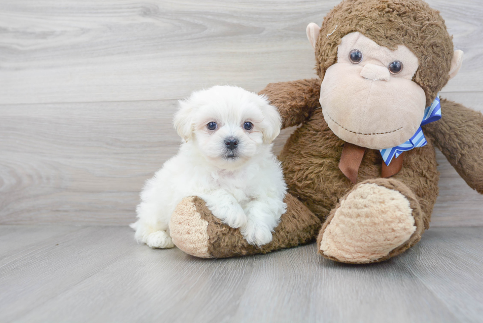 Teddy Bear Pup Being Cute