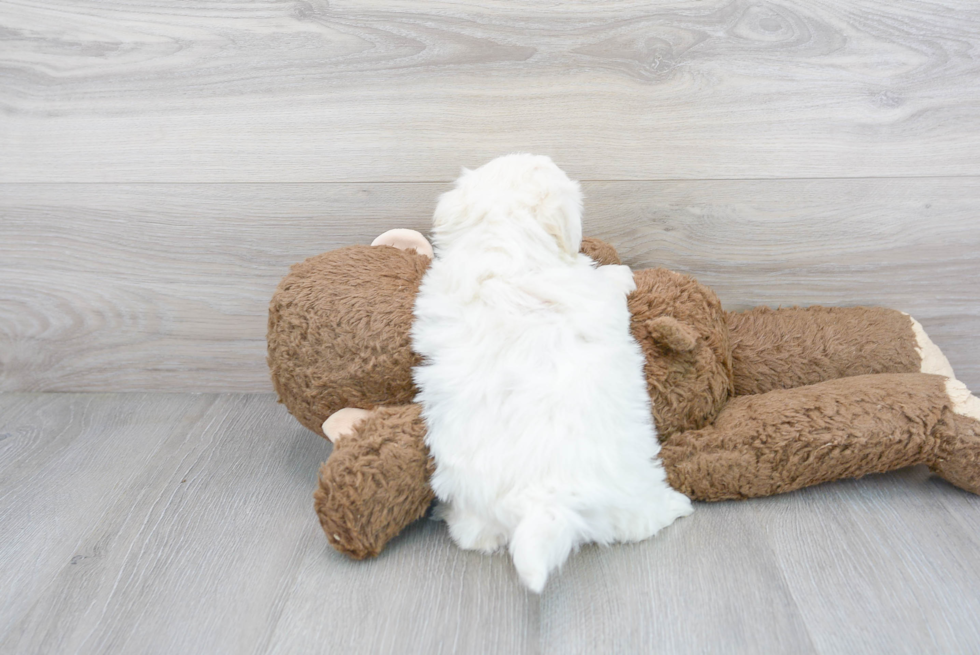 Teddy Bear Pup Being Cute