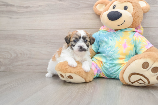 Teddy Bear Pup Being Cute