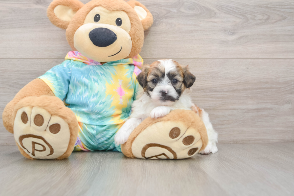 Best Teddy Bear Baby