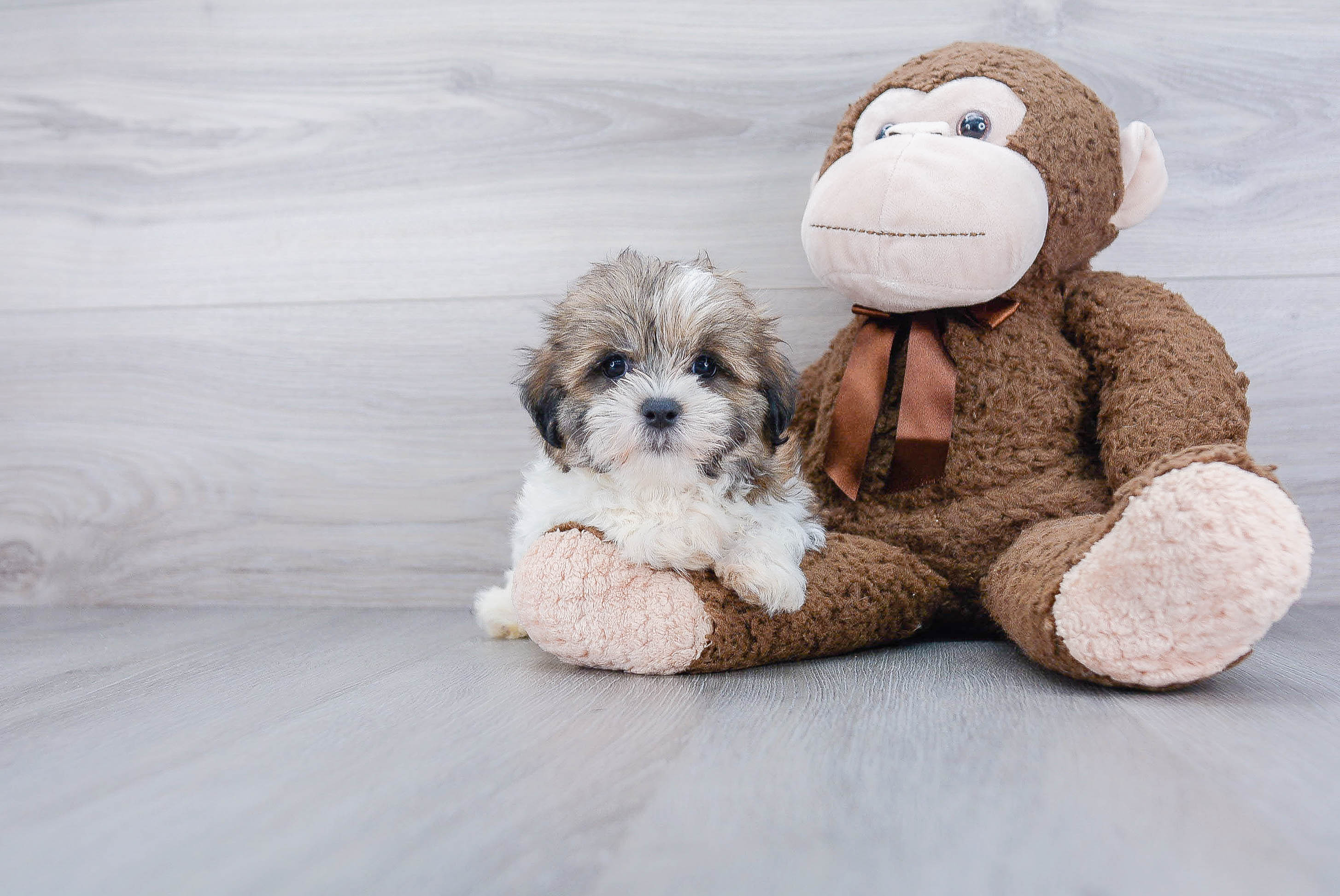 Best Teddy Bear Baby