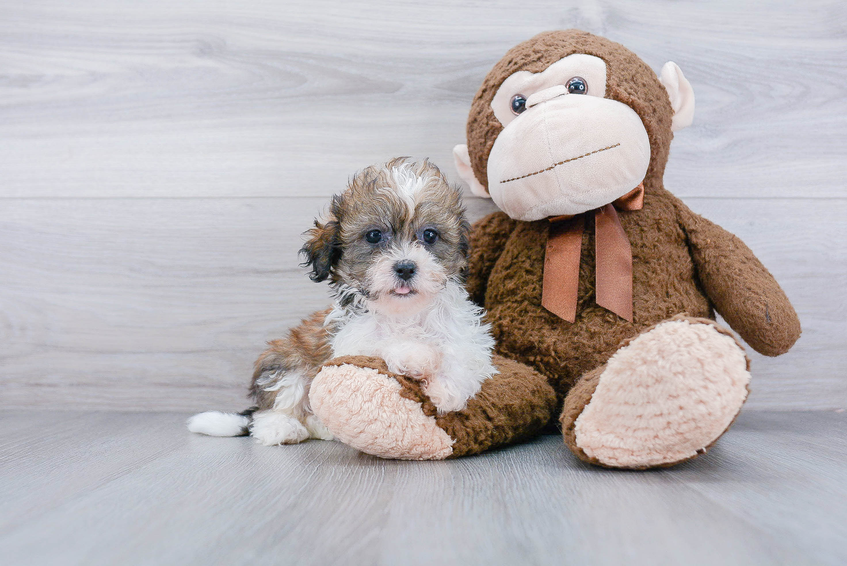 Teddy Bear Puppy for Adoption