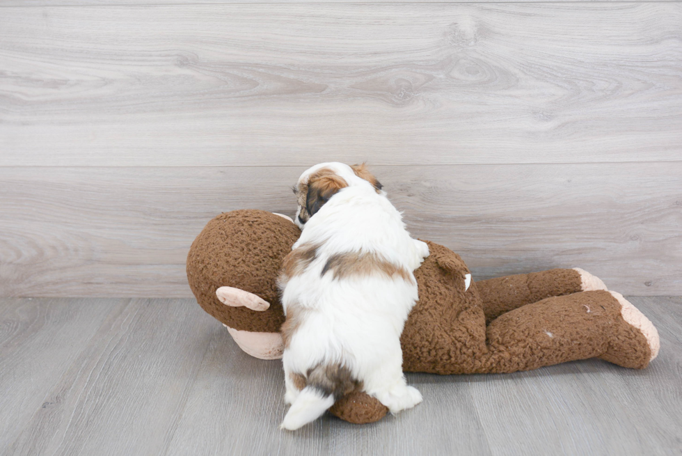 Little Shitzu Designer Puppy