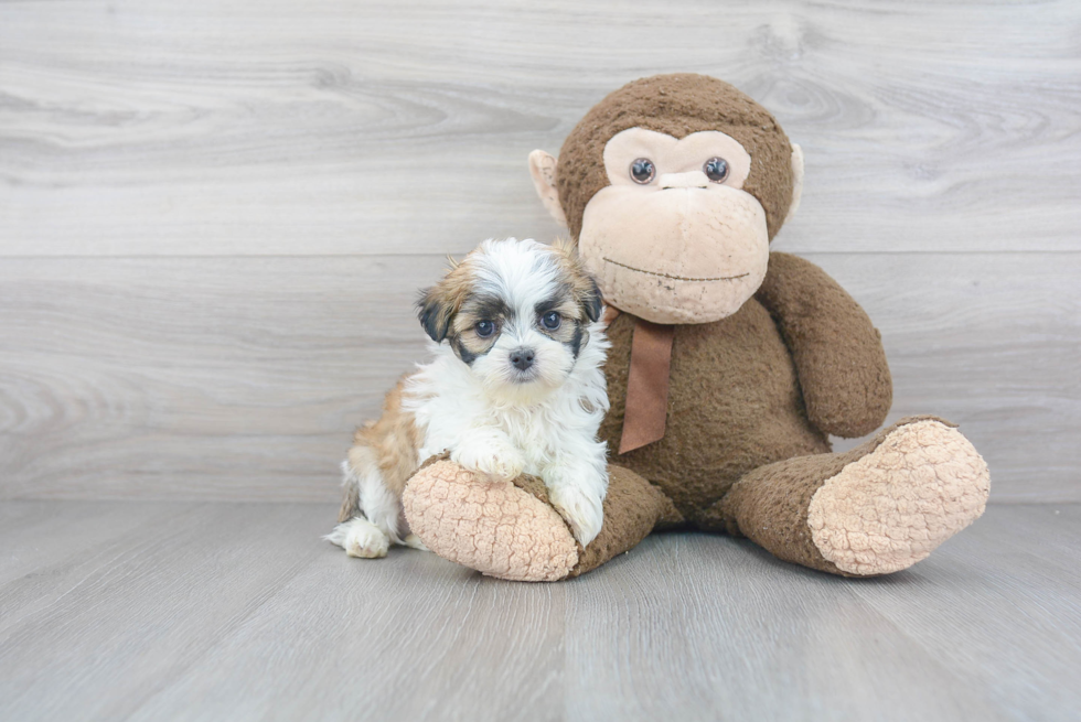 Small Teddy Bear Baby