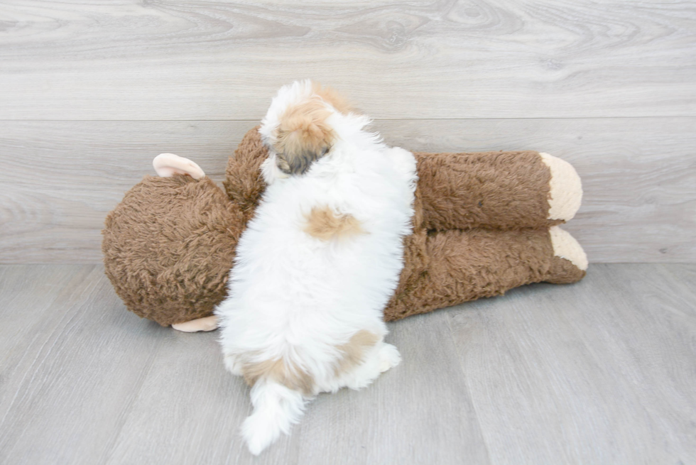 Teddy Bear Puppy for Adoption