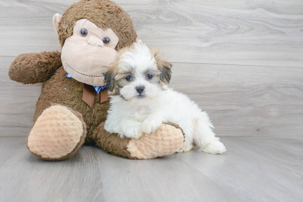 Teddy Bear Puppy for Adoption