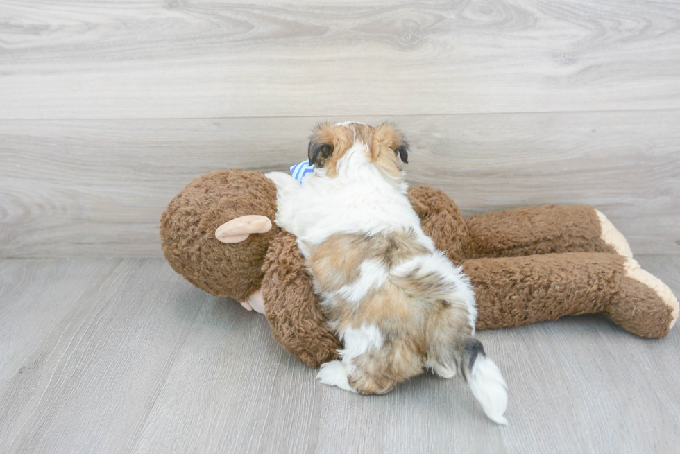 Small Teddy Bear Baby