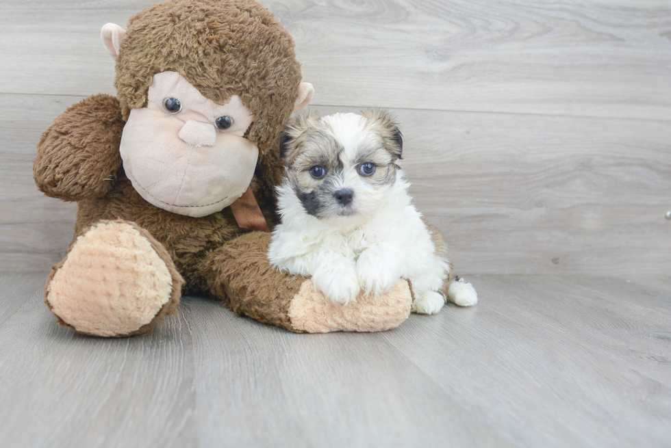 Energetic Shi Chon Designer Puppy