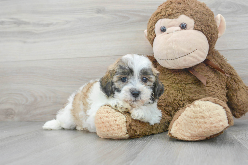 Petite Teddy Bear Designer Pup