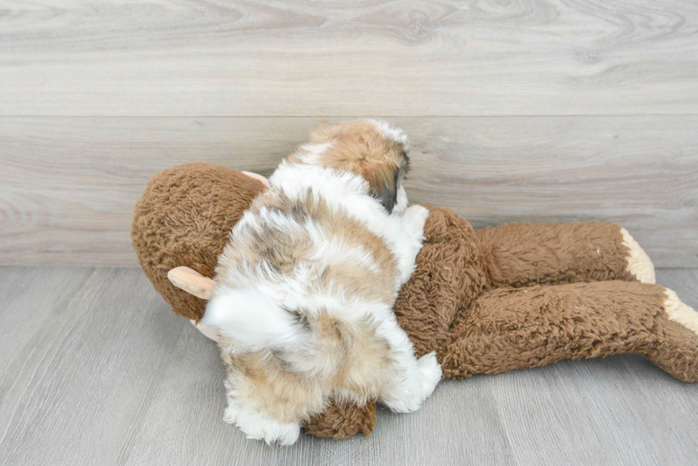 Best Teddy Bear Baby