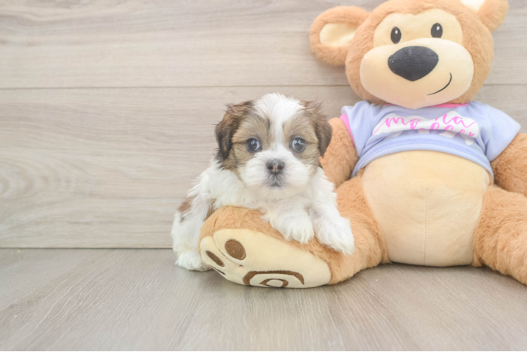 Sweet Teddy Bear Baby