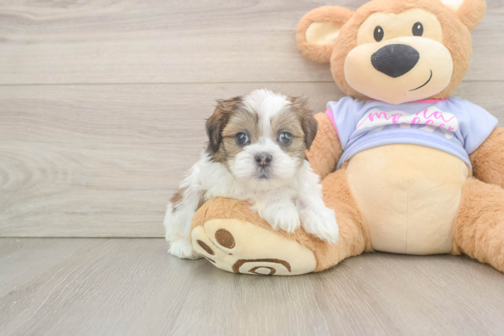 Sweet Teddy Bear Baby