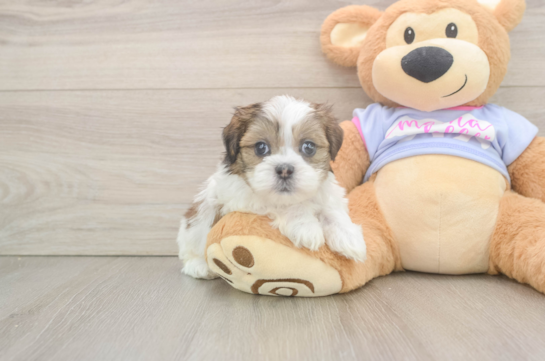 Sweet Teddy Bear Baby