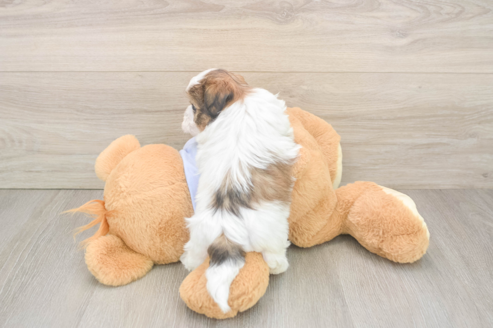 Teddy Bear Pup Being Cute
