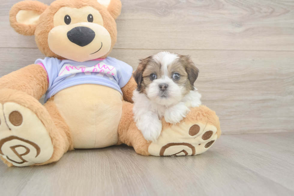 Teddy Bear Pup Being Cute