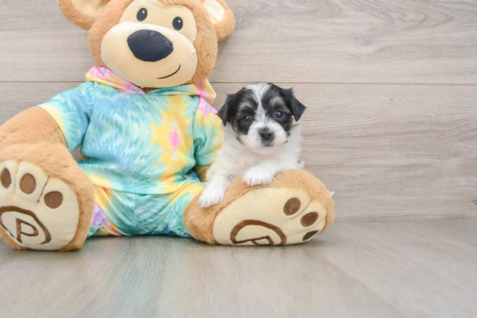 Best Teddy Bear Baby