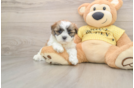 Happy Teddy Bear Baby