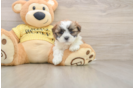 Fluffy Teddy Bear Designer Pup
