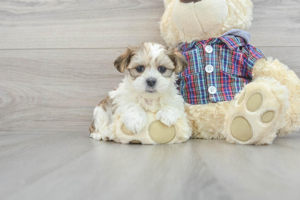 Teddy Bear Puppy for Adoption