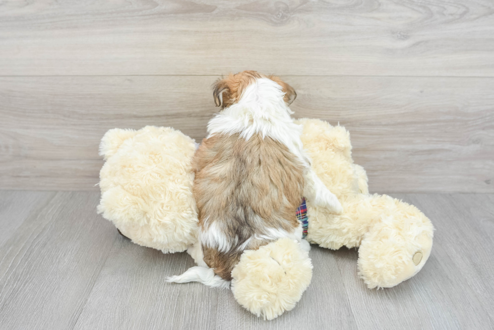 Teddy Bear Puppy for Adoption