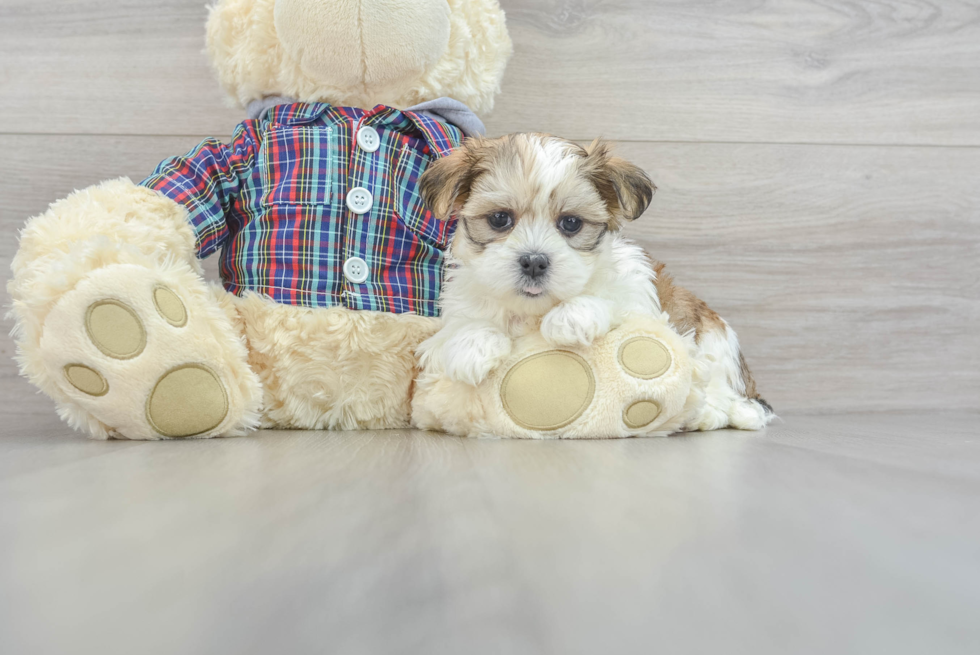Funny Teddy Bear Designer Pup