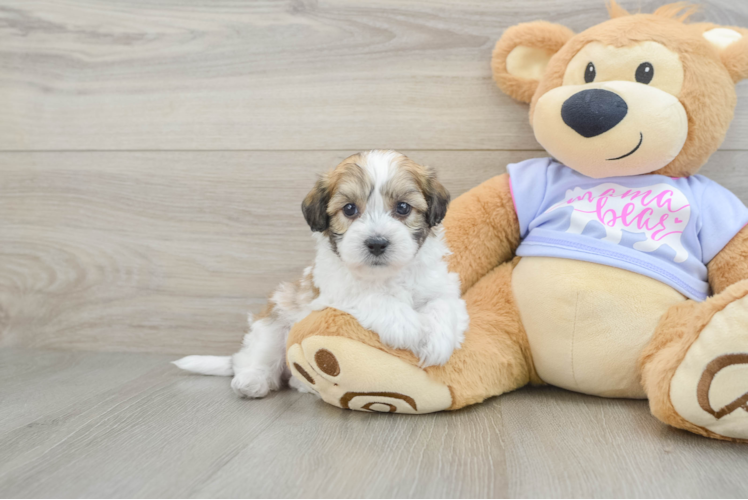 Cute Teddy Bear Baby