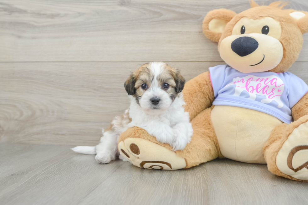 Cute Teddy Bear Baby