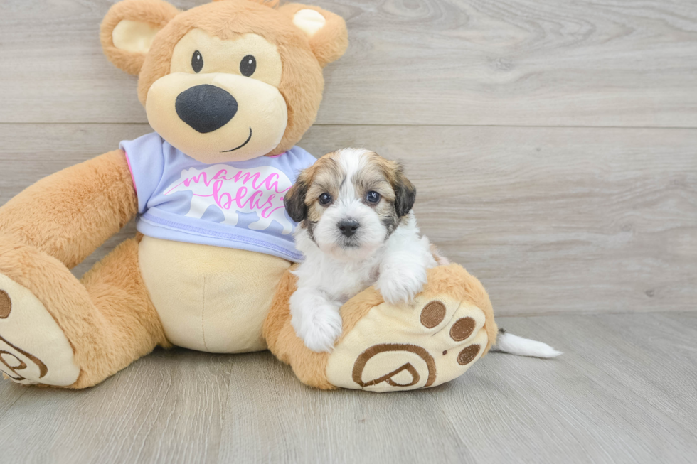 Little Shit Designer Puppy