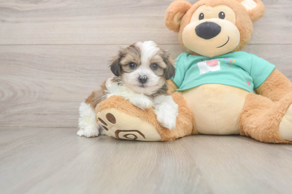 Teddy Bear Pup Being Cute