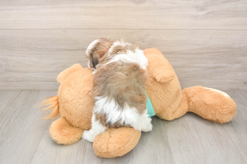 Teddy Bear Puppy for Adoption