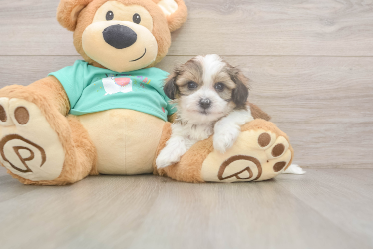 Sweet Teddy Bear Baby