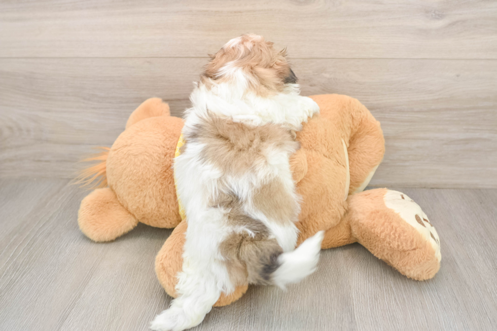 Popular Teddy Bear Designer Pup