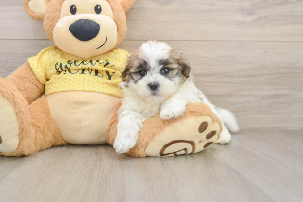 Teddy Bear Pup Being Cute