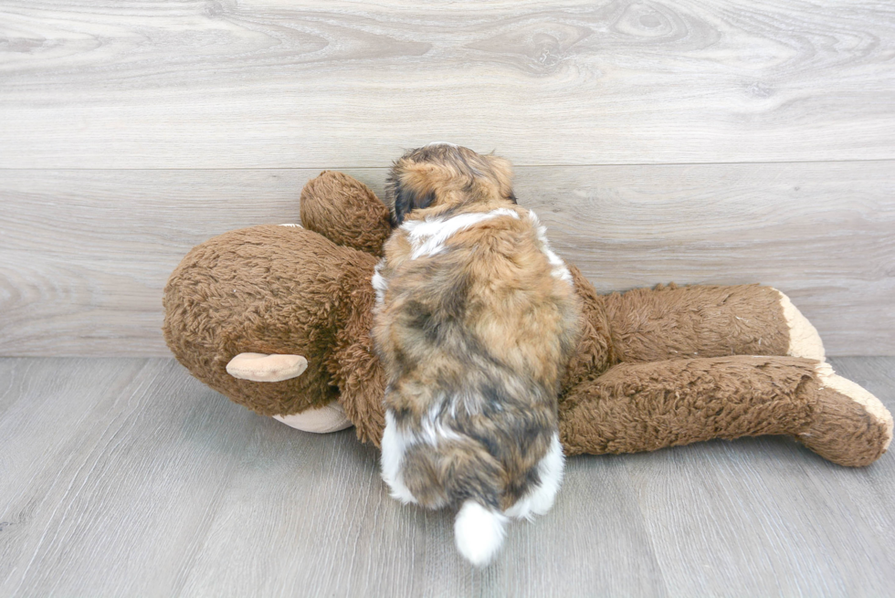 Teddy Bear Pup Being Cute