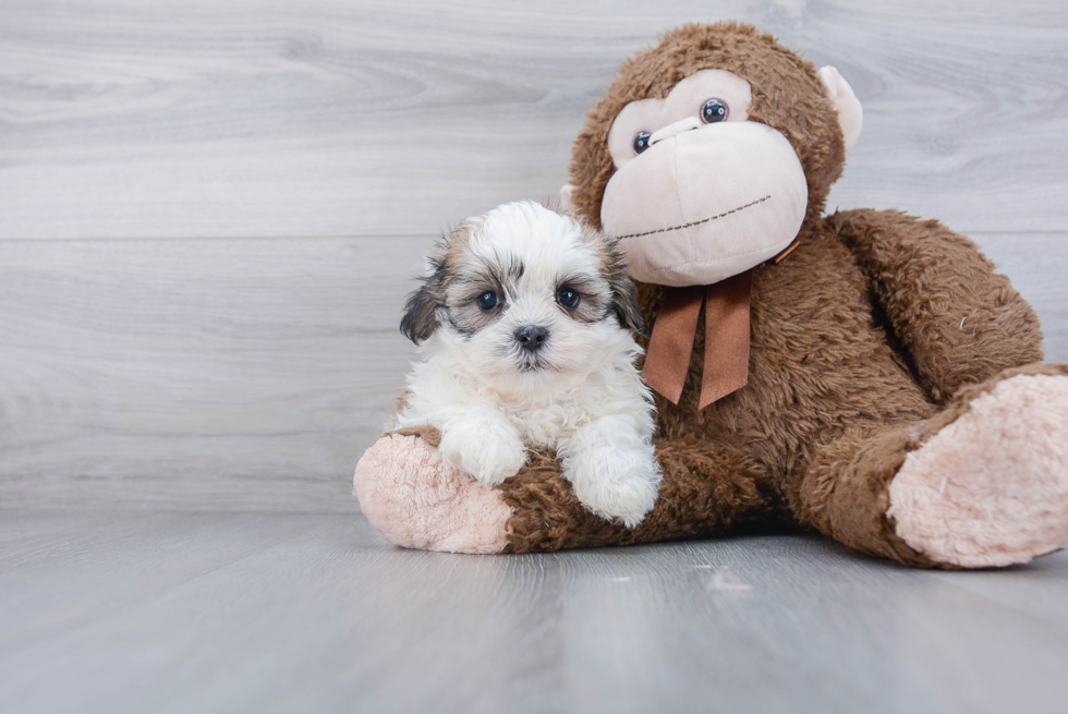 Teddy Bear Pup Being Cute