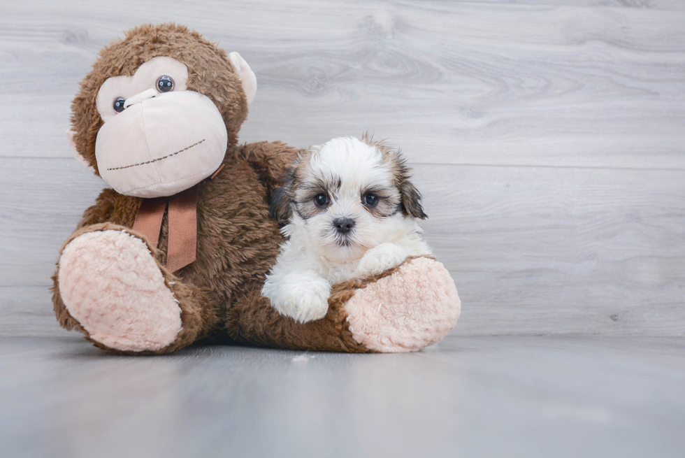 Fluffy Teddy Bear Designer Pup