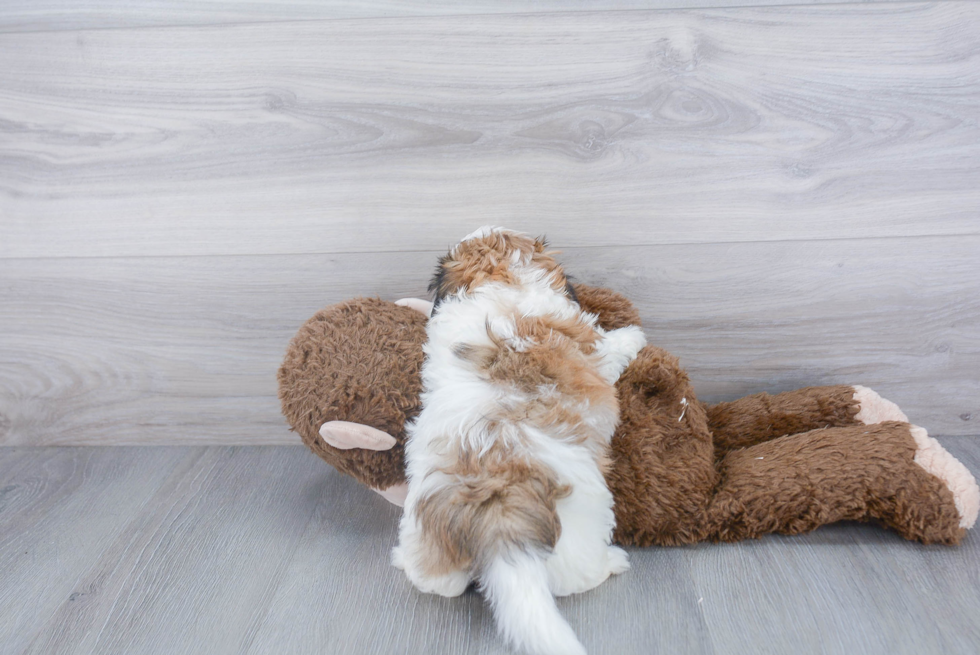 Smart Teddy Bear Designer Pup