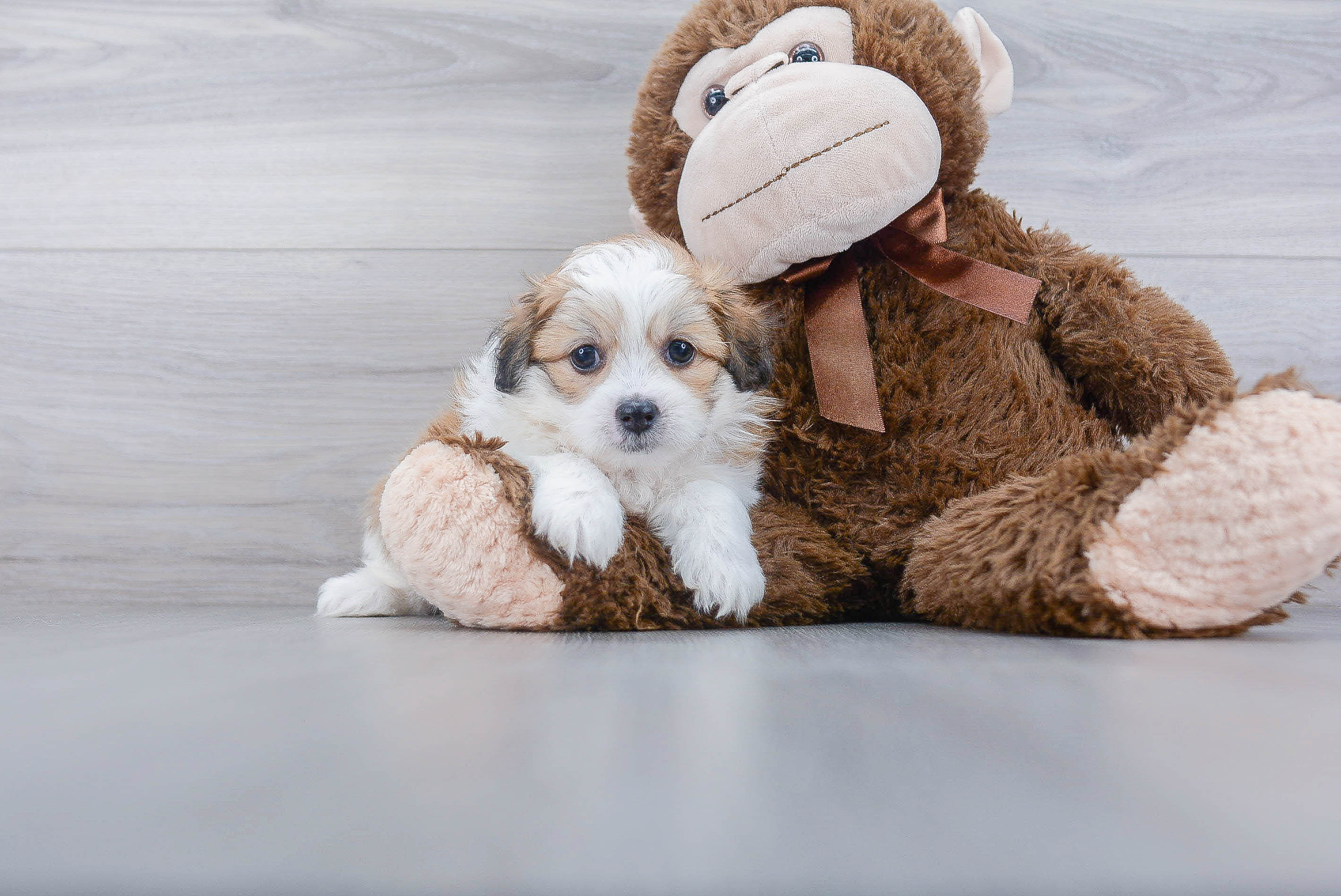 Sweet Teddy Bear Baby